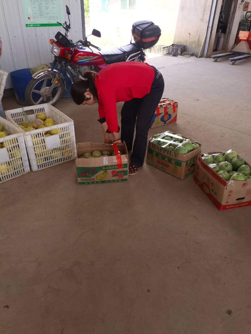 湖北宜昌甜宝甜瓜大量上市中，口感精品甜度，对接电商超市！