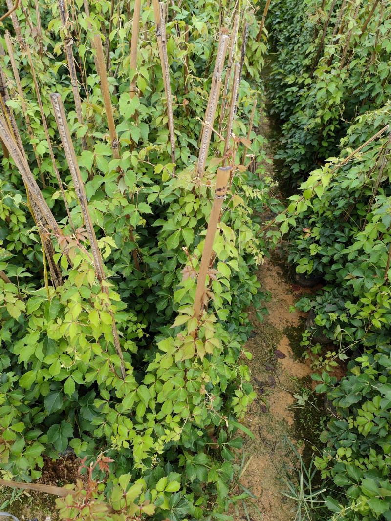 爬山虎