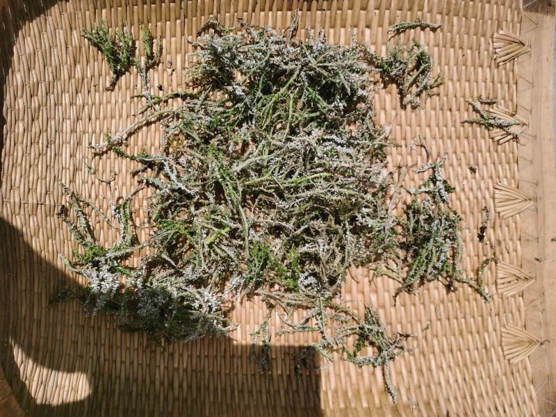 农副特色产品、鹿角菜，甘肃高山产，手工挑选