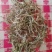 农副特色产品、鹿角菜，甘肃高山产，手工挑选