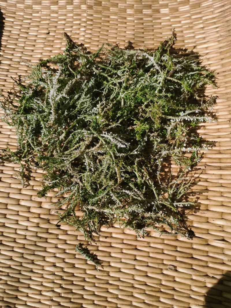 农副特色产品、鹿角菜，甘肃高山产，手工挑选