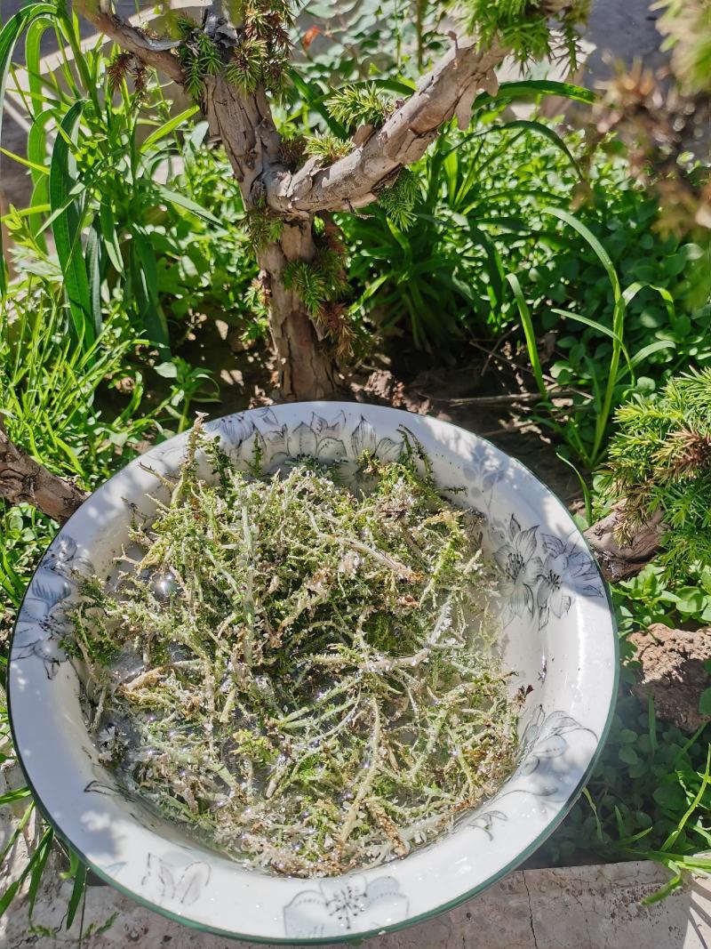 农副特色产品、鹿角菜，甘肃高山产，手工挑选