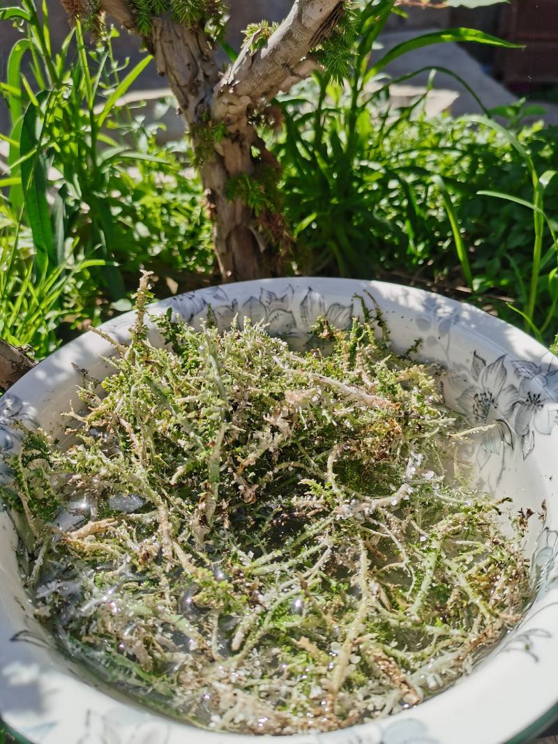 农副特色产品、鹿角菜，甘肃高山产，手工挑选