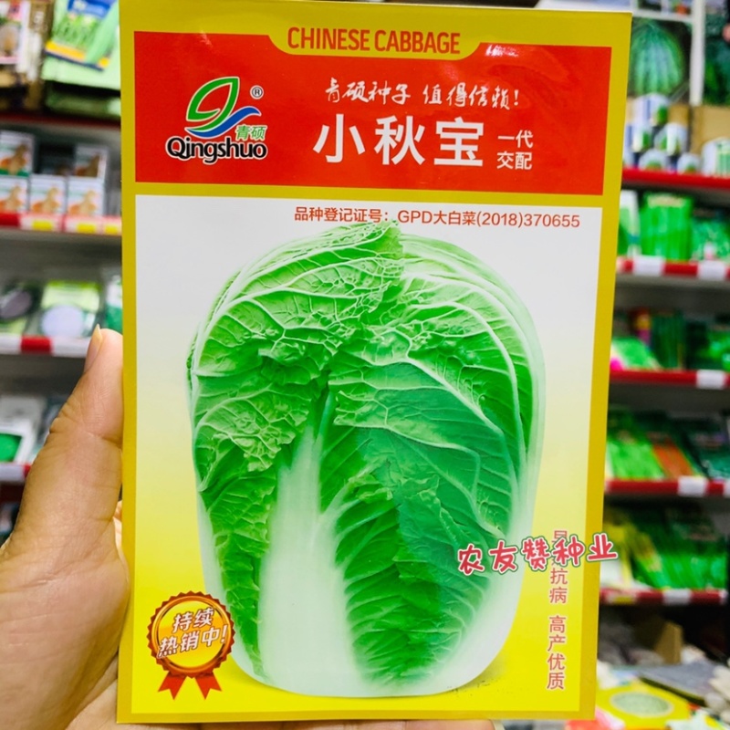 小秋宝白菜种子秋季早熟大白菜种子抗病丰产净菜率高