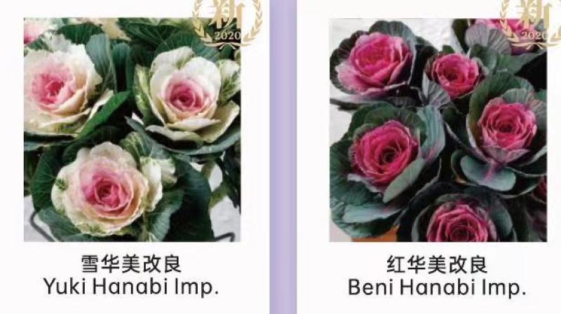羽衣甘蓝种苗，种子持续订单中，冬春花坛的花仙子