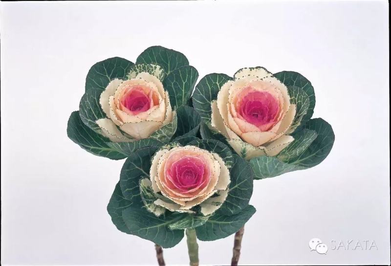 羽衣甘蓝种苗，种子持续订单中，冬春花坛的花仙子