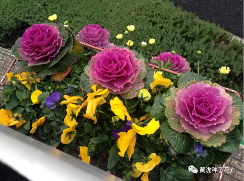 羽衣甘蓝种苗，种子持续订单中，冬春花坛的花仙子
