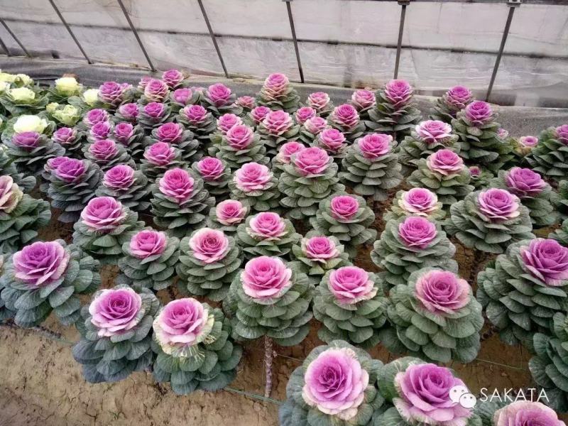 羽衣甘蓝种苗，种子持续订单中，冬春花坛的花仙子