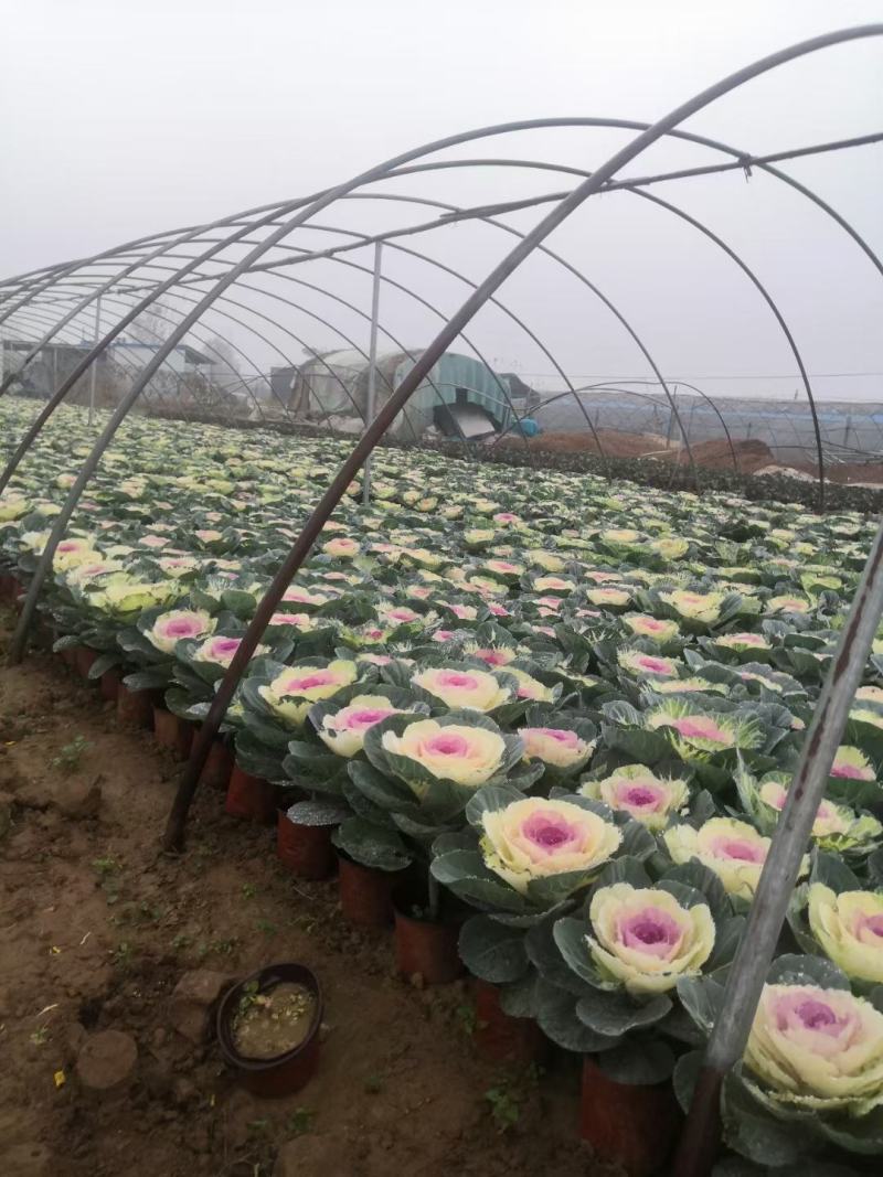 羽衣甘蓝种苗，种子持续订单中，冬春花坛的花仙子