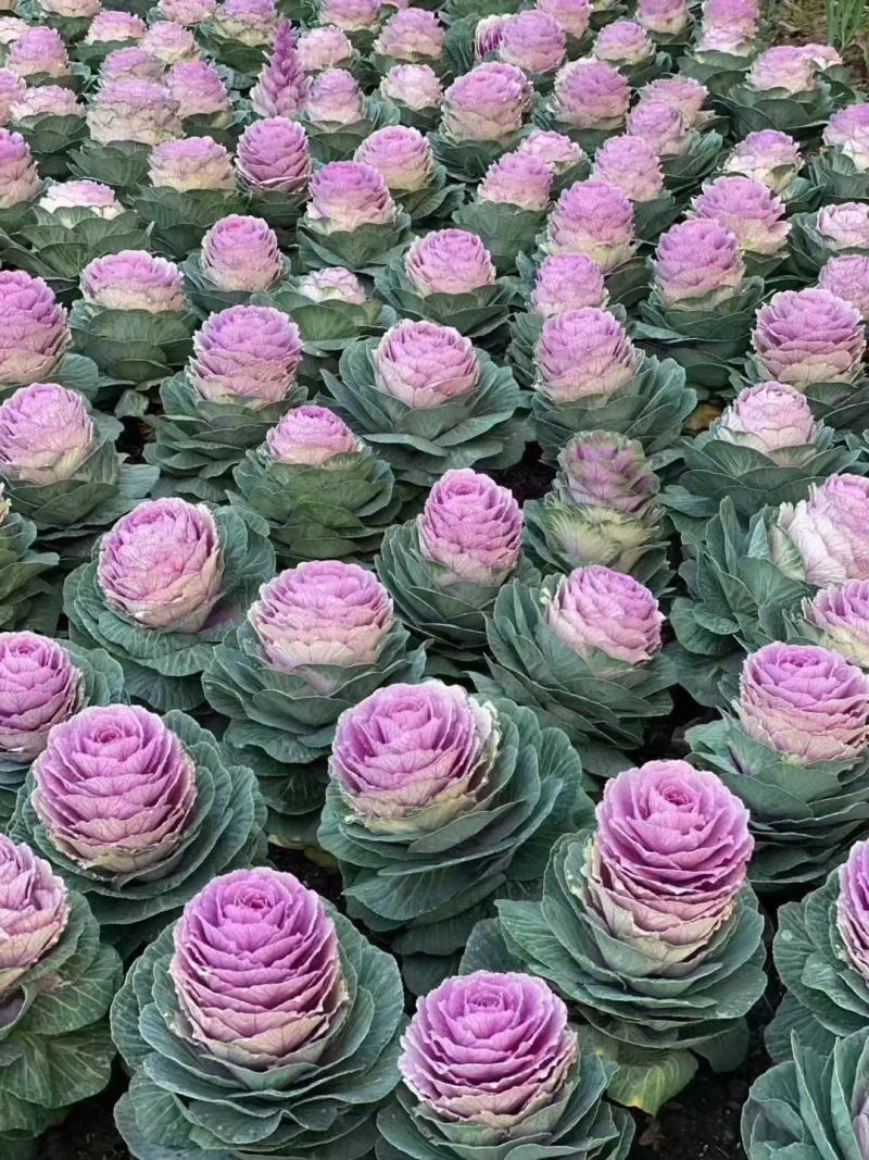 羽衣甘蓝种苗，种子持续订单中，冬春花坛的花仙子