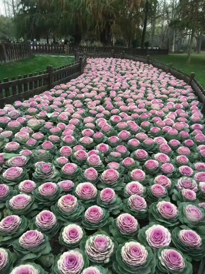 羽衣甘蓝种苗，种子持续订单中，冬春花坛的花仙子