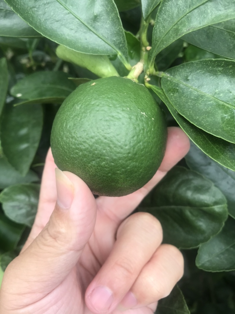 塔希提无籽青柠檬，皮薄多汁新鲜采摘支持一件代发