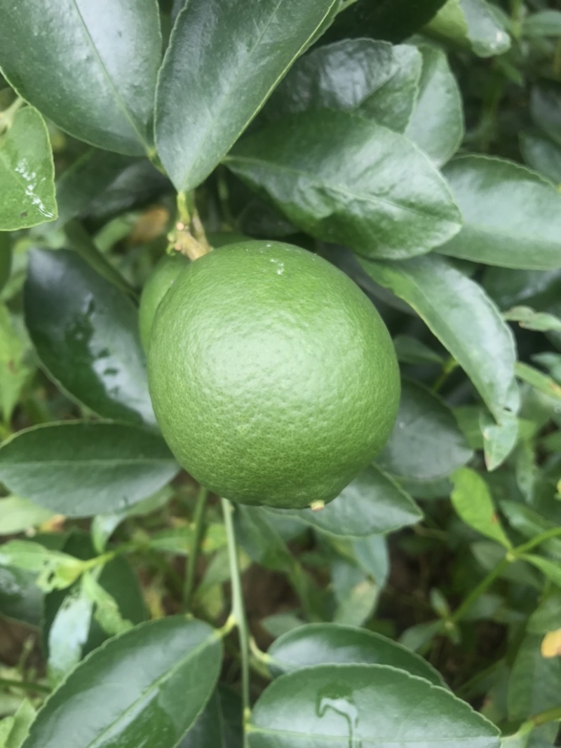塔希提无籽青柠檬，皮薄多汁新鲜采摘支持一件代发