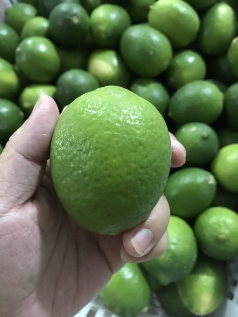 塔希提无籽青柠檬，皮薄多汁新鲜采摘支持一件代发