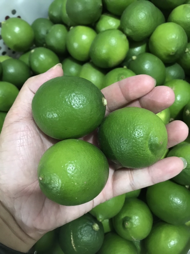 塔希提无籽青柠檬，皮薄多汁新鲜采摘支持一件代发