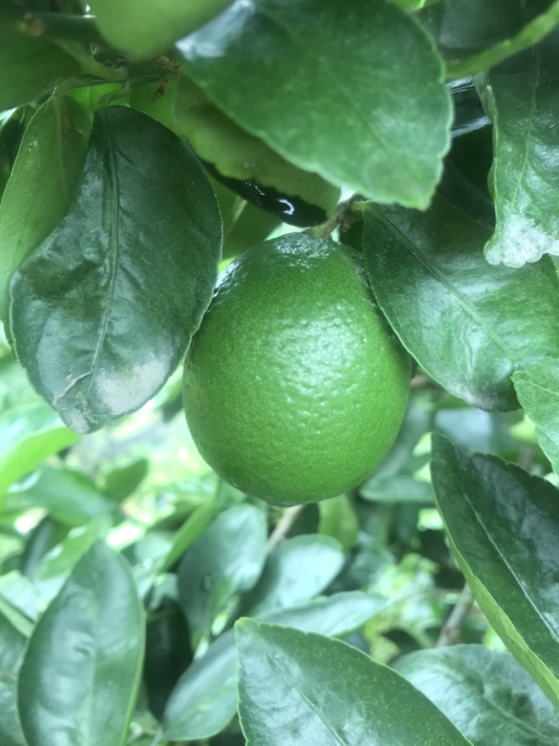 塔希提无籽青柠檬，皮薄多汁新鲜采摘支持一件代发