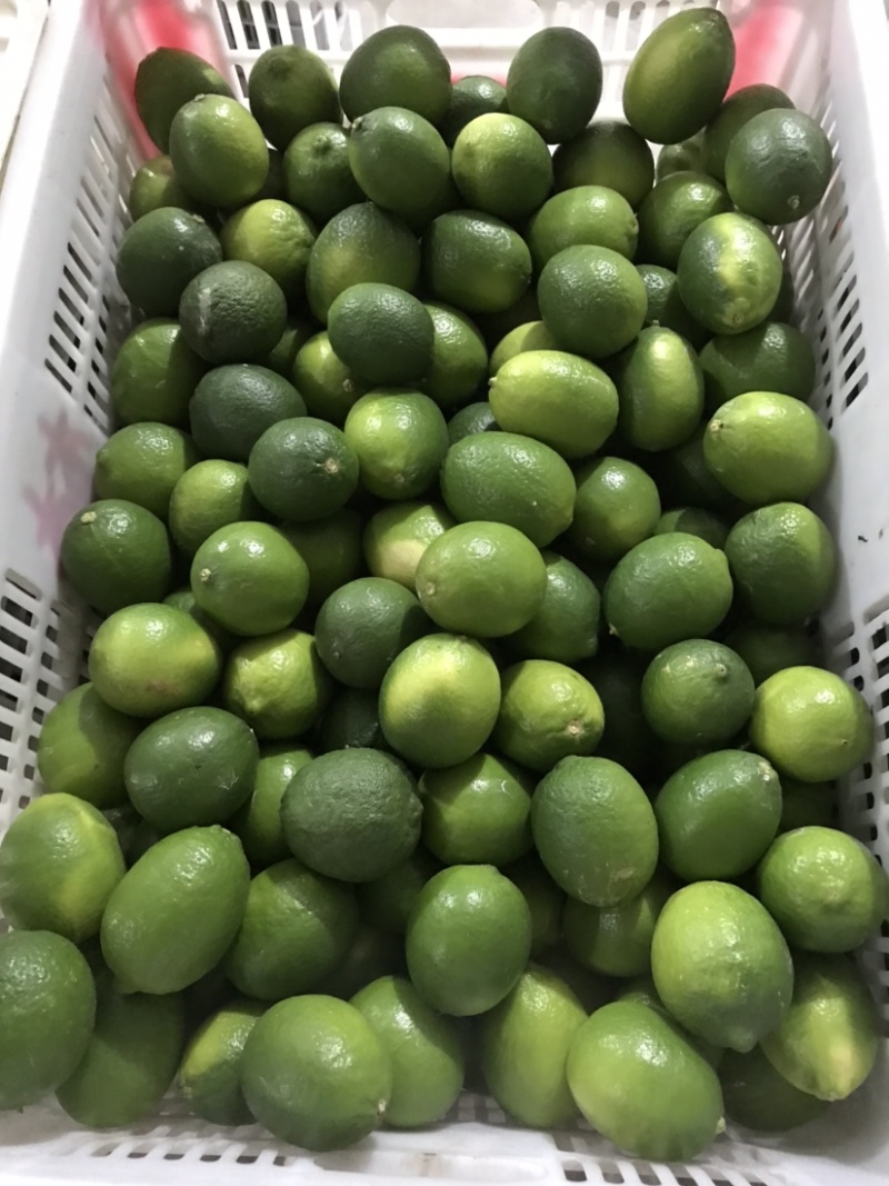 塔希提无籽青柠檬，皮薄多汁新鲜采摘支持一件代发