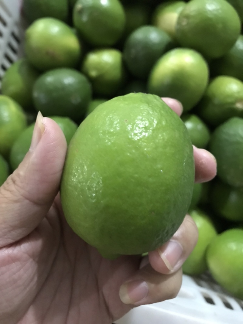 塔希提无籽青柠檬，皮薄多汁新鲜采摘支持一件代发