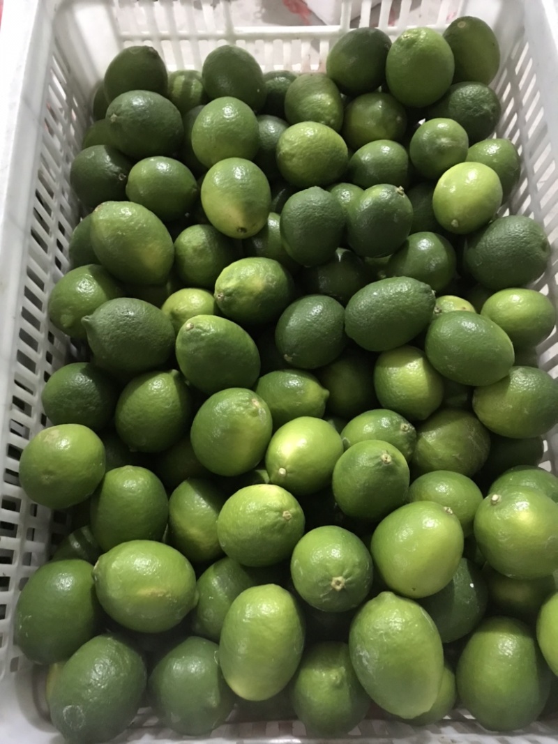 塔希提无籽青柠檬，皮薄多汁新鲜采摘支持一件代发
