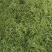 【牛商优选】精品金银花干净无杂条形整齐甄选原料荐