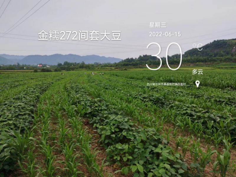 早熟、抗鸟、小粒、矮秆宜机收优质酿酒糯高粱种子金糯272