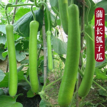 早熟长瓠瓜种春秋季瓠子瓜籽蒲瓜菜葫芦籽庭院爬藤菜种子蔬菜