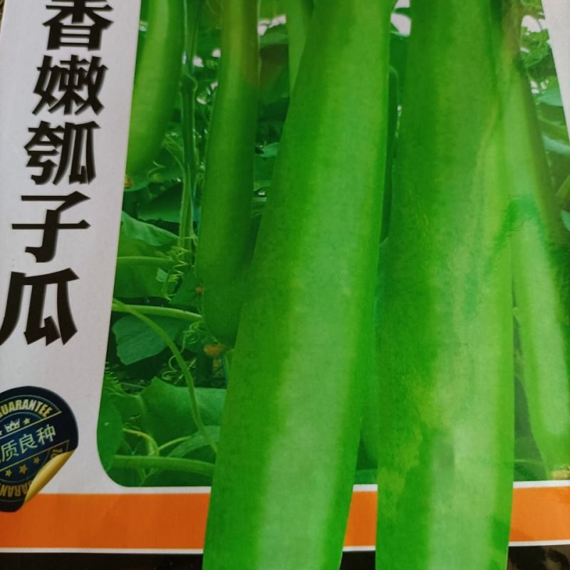 早熟长瓠瓜种春秋季瓠子瓜籽蒲瓜菜葫芦籽庭院爬藤菜种子蔬菜