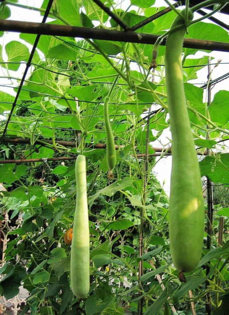 早熟长瓠瓜种春秋季瓠子瓜籽蒲瓜菜葫芦籽庭院爬藤菜种子蔬菜