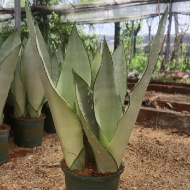白玉虎皮兰种植基地直销