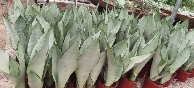 白玉虎皮兰种植基地直销