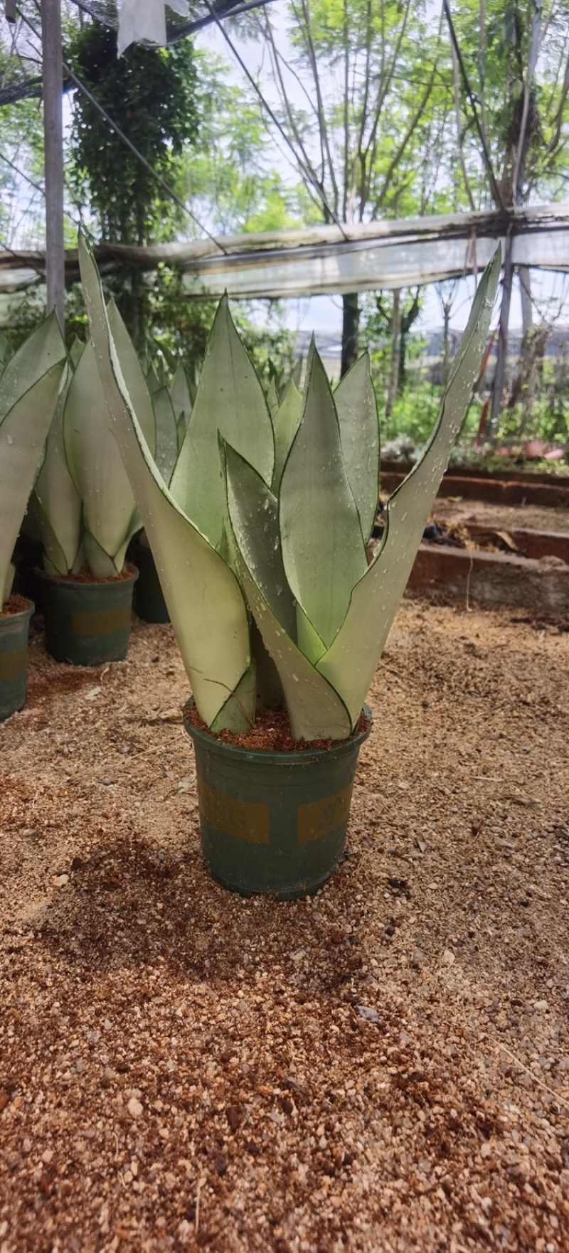 白玉虎皮兰种植基地直销