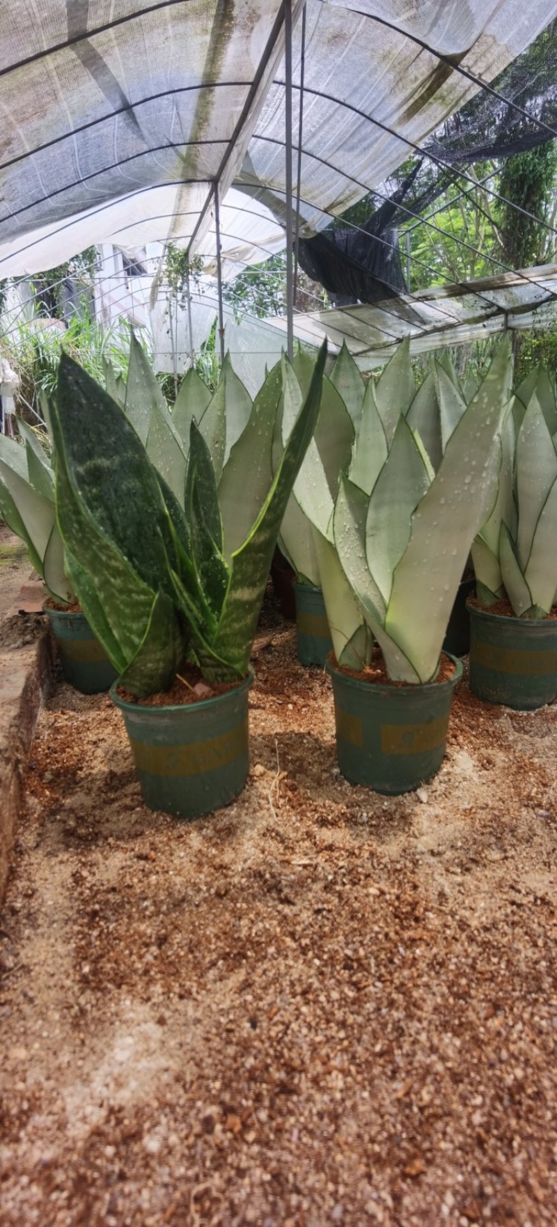 白玉虎皮兰种植基地直销