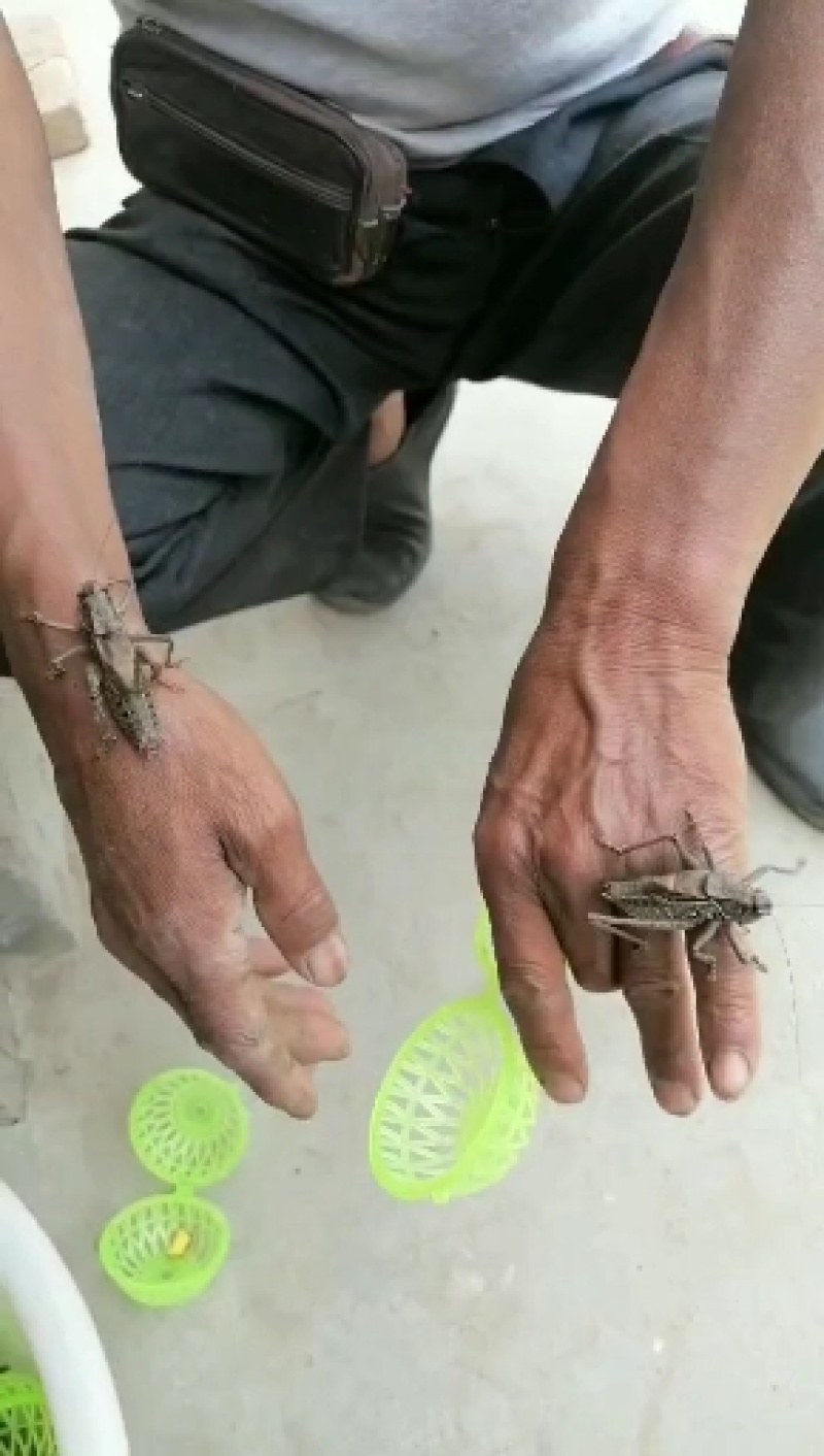 精品野生蝈蝈（欢迎有意向的老板联系）非诚勿扰，欢迎新老买