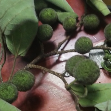 构树，果，皮，树，很多，