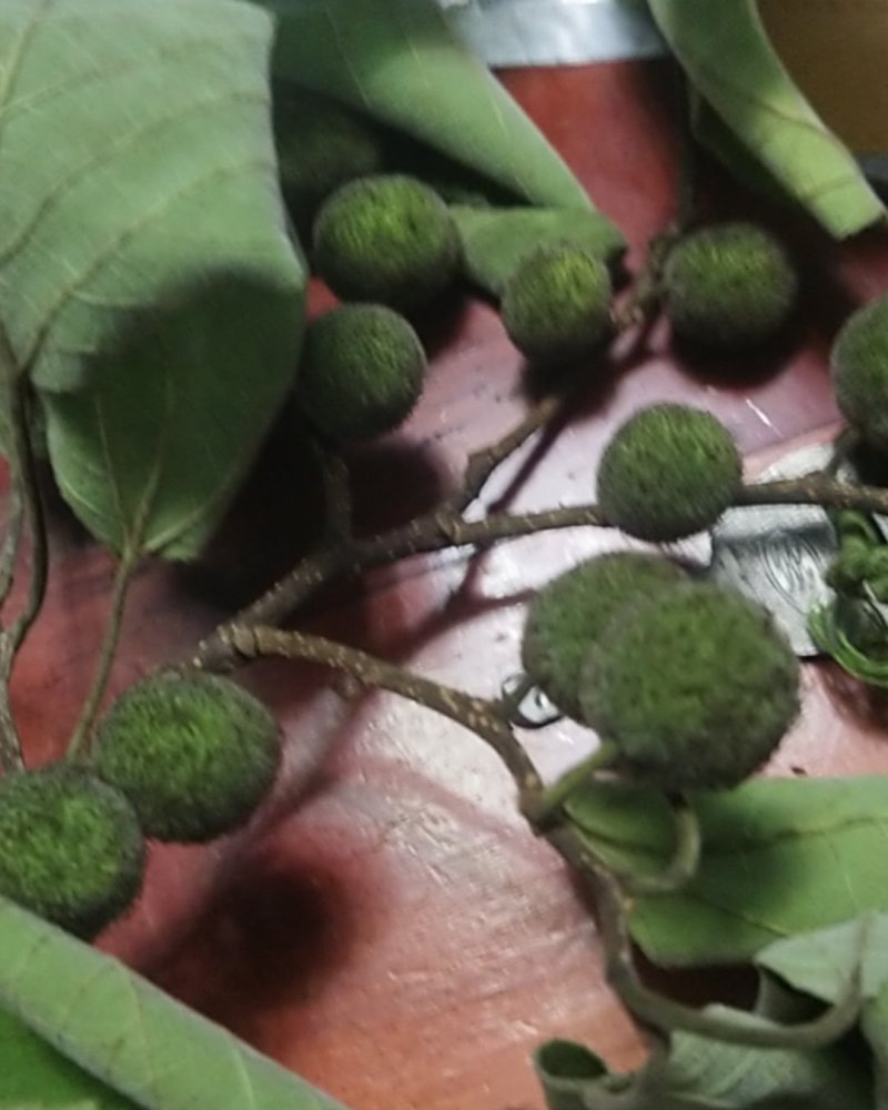 构树，果，皮，树，很多，