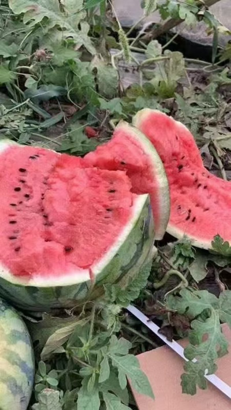 美都，8424，甘美皇，无籽的有籽的，全部有，精品通货