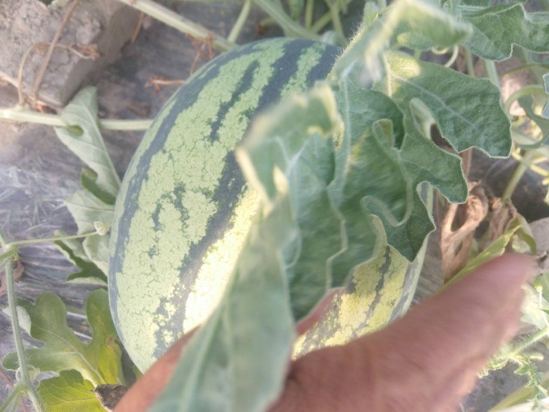 美都，8424，甘美皇，无籽的有籽的，全部有，精品通货