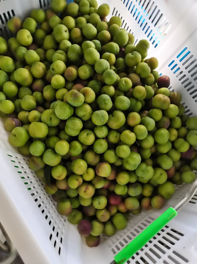 半边红少量上市