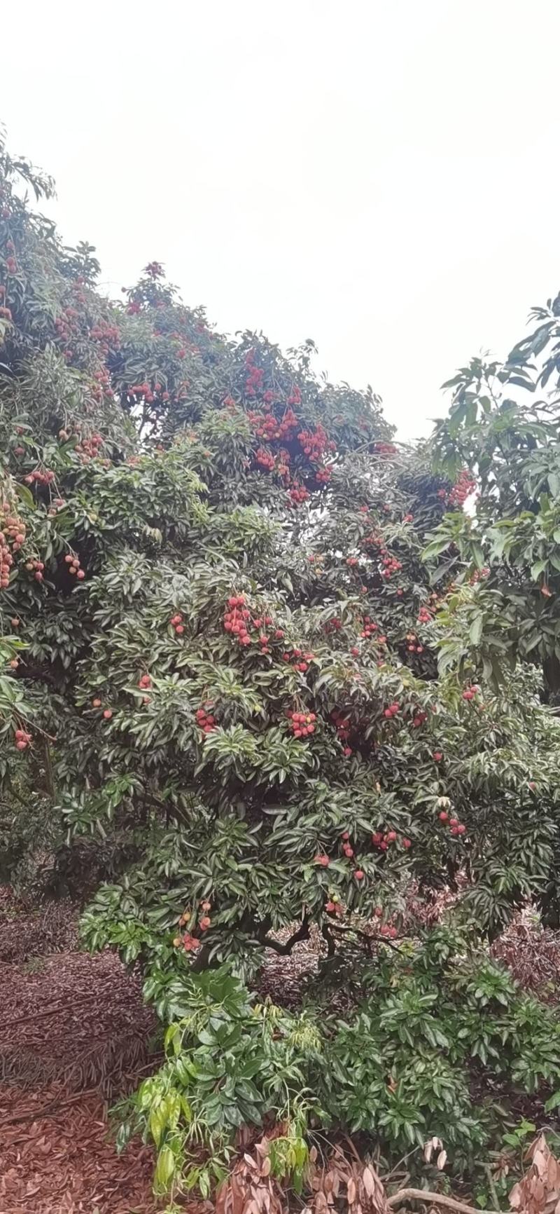 荔枝