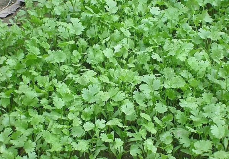 大叶香菜种子叶片大直立抗病香味十分浓厚45天春夏秋可种植