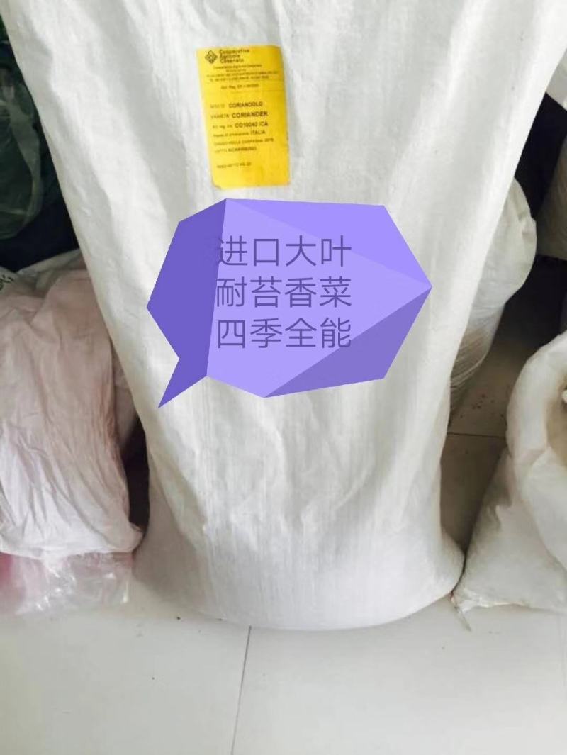 大叶香菜种子叶片大直立抗病香味十分浓厚45天春夏秋可种植
