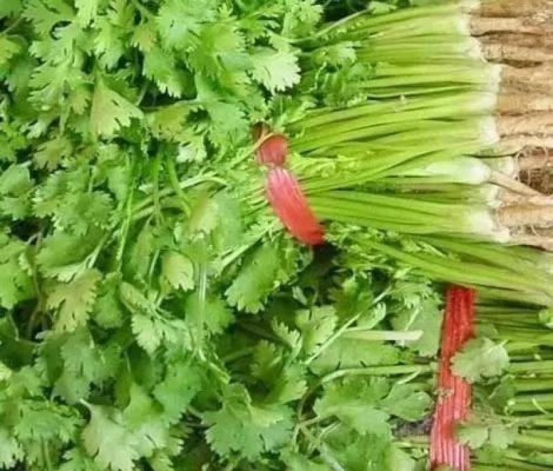 大叶香菜种子叶片大直立抗病香味十分浓厚45天春夏秋可种植
