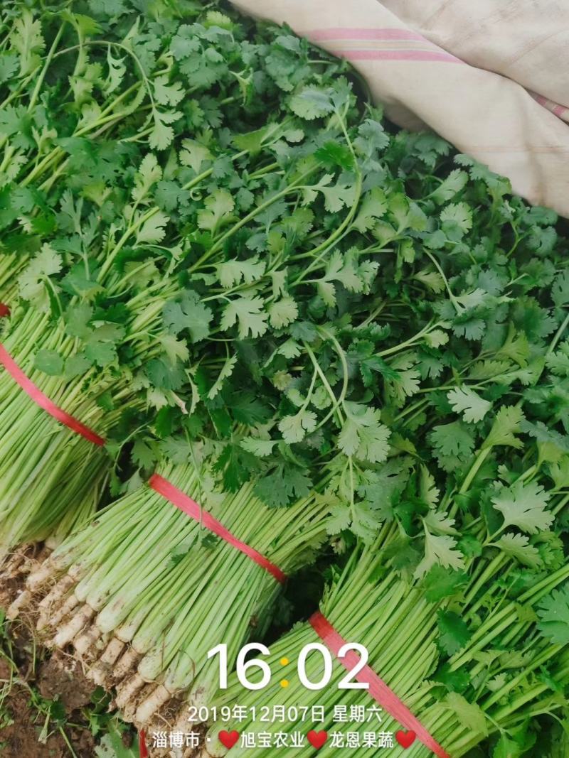 大叶香菜种子叶片大直立抗病香味十分浓厚45天春夏秋可种植
