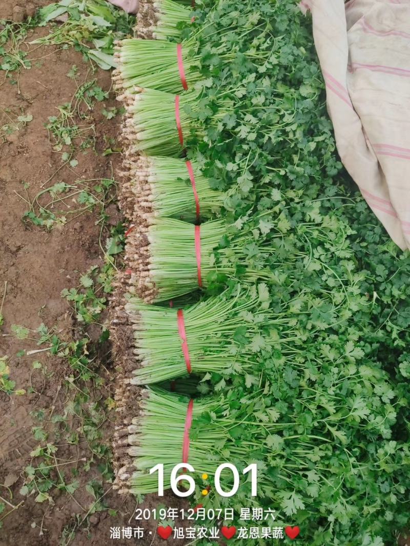 大叶香菜种子叶片大直立抗病香味十分浓厚45天春夏秋可种植