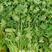 大叶香菜种子叶片大直立抗病香味十分浓厚45天春夏秋可种植