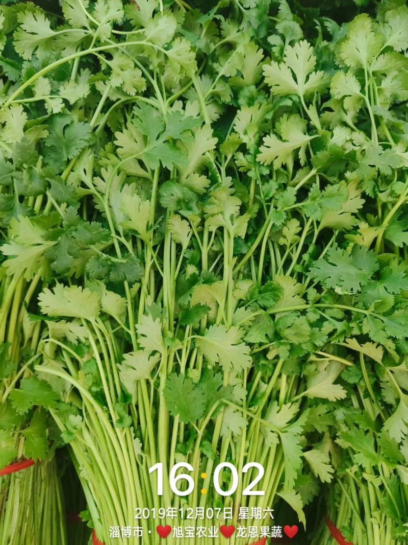 大叶香菜种子叶片大直立抗病香味十分浓厚45天春夏秋可种植