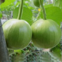圆瓠瓜种子苹果瓠子瓜种籽春夏季早熟葫芦瓜种籽庭院农家蔬菜