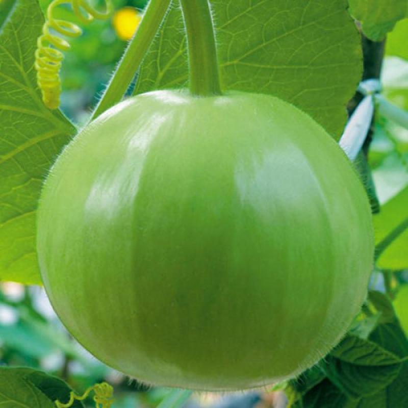 圆瓠瓜种子苹果瓠子瓜种籽春夏季早熟葫芦瓜种籽庭院农家蔬菜