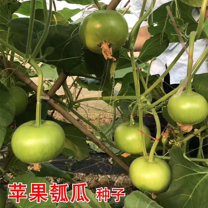 圆瓠瓜种子苹果瓠子瓜种籽春夏季早熟葫芦瓜种籽庭院农家蔬菜
