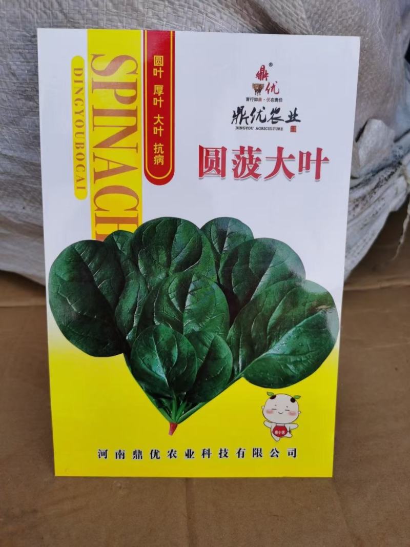 荷兰大叶菠菜种子荷兰引进叶片肥厚半立2500公斤抗病